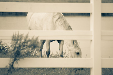 horse through fence