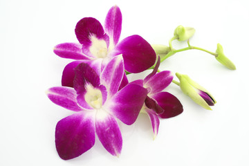 Naklejka na ściany i meble Thai Orchid flowers