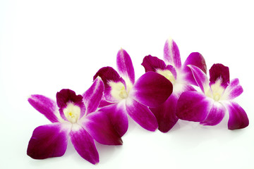 Thai Orchid flowers