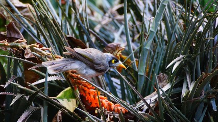 Noisy Miner - A grey bird with a distinctive yellow patch behind the eye, yellow-orange bill and feet and a yellow-olive patch on the wing
