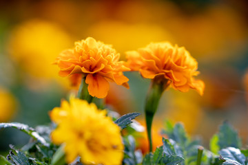 Orange marigold, Funabashi-city, Chiba prefecture, Japan