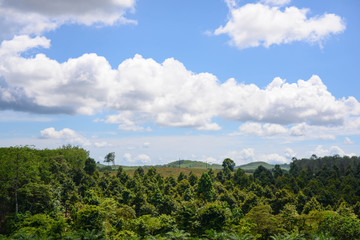 the landscape of forest , green environment