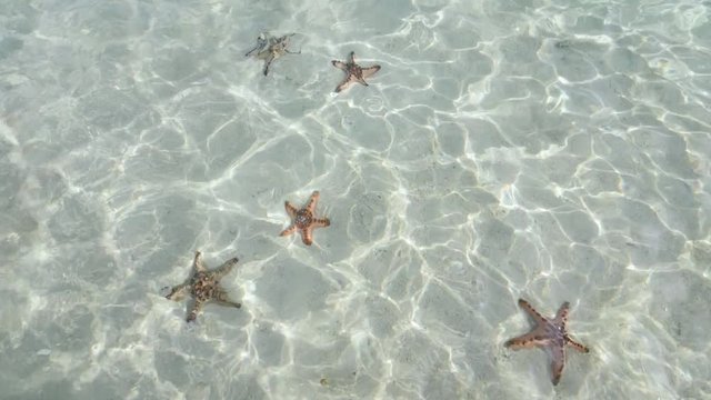 Ultra slow motion shot of group of starfish in shallow clear waters filmed from above surface