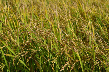 収穫前の田んぼ