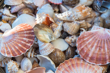 Close-up of assorted colorful seashells