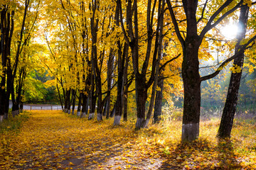 Beautiful maple alley on a sunny morning, golden autumn. A lot of fallen leaves