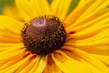 closeup of yellow flower
