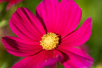 Fototapeta premium Purple cosmos flowers, Funabashi-city, Chiba prefecture, Japan