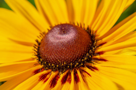 yellow flower