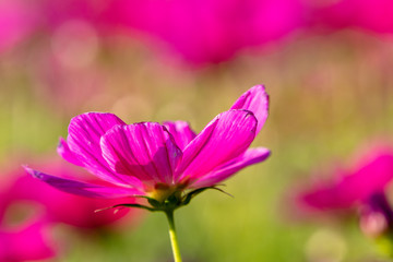 Purple cosmos flowers, Funabashi-city, Chiba prefecture, Japan