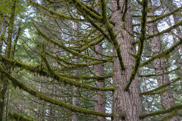 Mossy tree in the forest
