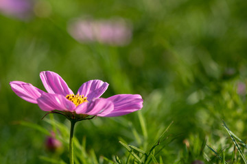 Pink cosmos flowers, Funabashi-city, Chiba prefecture, Japan