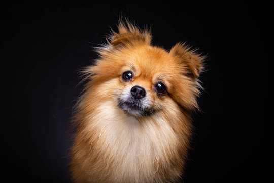 Lovely Pomeranian dog looks at camera on black background. Cute dog get curious something. Charming doggy has beautiful brown hair or brown fur. It looks innocent. It has good health and look adorable