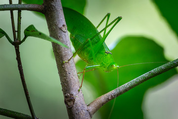 giant katydid on tree with natural background.