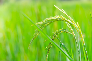 green rice field in nature