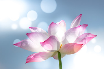 Pink lotus flower. Soft focused image with lotus flower and blur bokeh background.