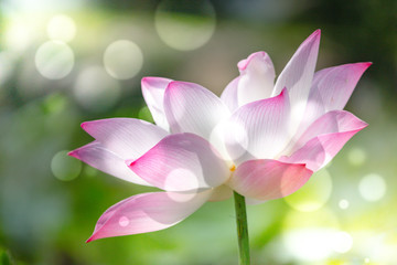 Fototapeta premium Pink lotus flower. Soft focused image with lotus flower and blur bokeh background.