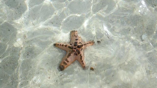 Close up ultra slow motion shot of starfish in shallow clear waters filmed from above surface with sunbeams coming through