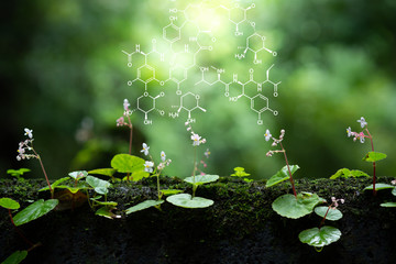Plants background with biochemistry structure. - obrazy, fototapety, plakaty