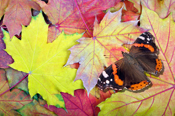 red admiral butterfly. butterfly on bright autumn leaves. bright maple leaves texture background. top view. 