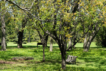City park. Spring Nature. Beautiful Landscape. Park with Green Grass and Trees.