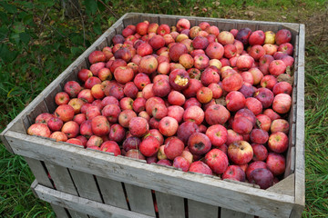 close up on red apple in bad condition in container