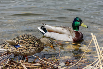 a pair of mallard ducks swimming