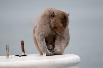 Portrait of rhesus macaque monkey 