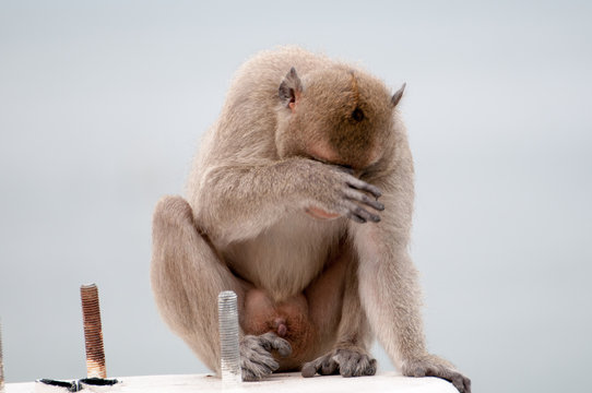 Portrait Of Rhesus Macaque Monkey 