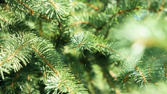 Green needles natural forest environment closeup, Christmas concepts