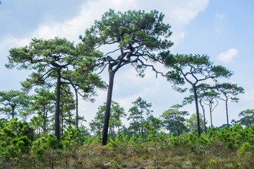 Pine forest on the mountainside