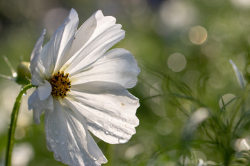Obraz premium White cosmos flowers, Funabashi-city, Chiba prefecture, Japan