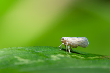 Macro leafhopper on white leaf