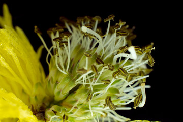 pollen of little yellow flower on black background