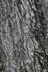 Fototapeta premium tree bark texture