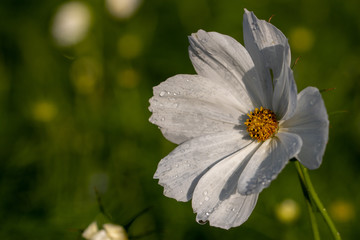 White cosmos flowers, Funabashi-city, Chiba prefecture, Japan