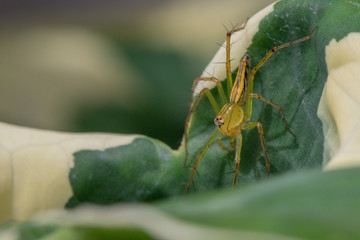 Macro close up Lynx spider (Oxyopidae) in nature background ,yellow color on the green leaf.