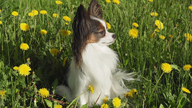 Beautiful dog Papillon sitting on green lawn with dandelions