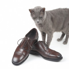 Grey cat sitting next to classic brown Oxford shoes on white background
