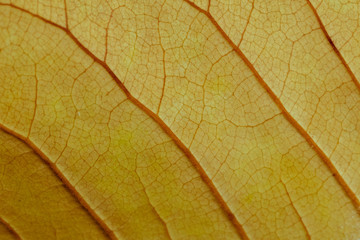 Naklejka na ściany i meble Close up leaf line and texture background.