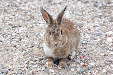 rabbit on a stone ground