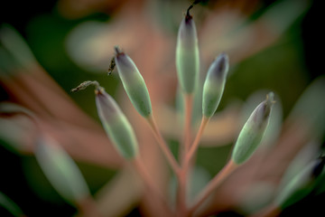 Grevillea Venusta flower