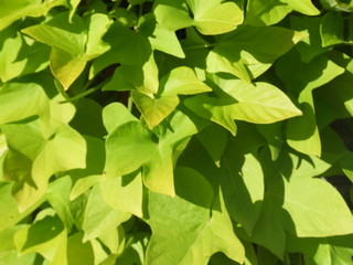 green leaves background
