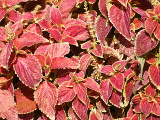 autumn leaves background