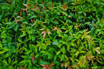 colorful leaves of bush for background