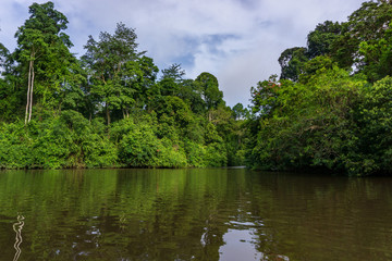Fototapeta na wymiar Amazing scenic view Tropical forest with jungle river on background green trees in the morning.