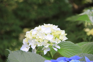 一匹の蟻が乗る純白のアジサイ(愛媛県)