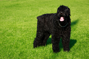 Dog breed Russian Black Terrier