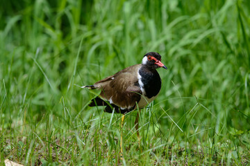 Red-wattled lapwing is an Asian lapwing or large plover, a wader in the family Charadriidae. They are ground birds that are incapable of perching.
