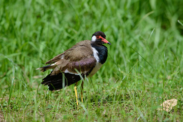Red-wattled lapwing is an Asian lapwing or large plover, a wader in the family Charadriidae. They are ground birds that are incapable of perching.